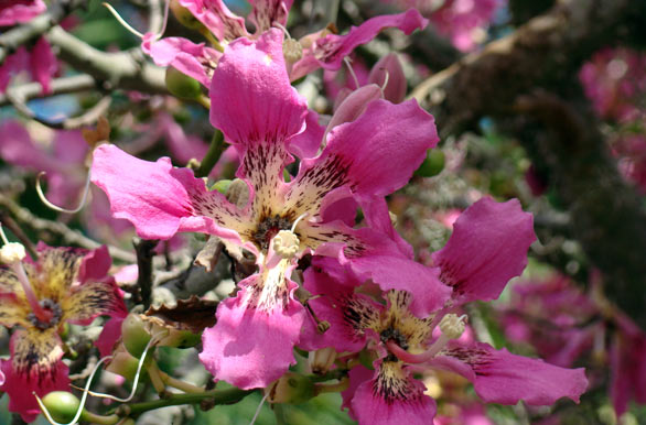 Flor del Palo Borracho - Colonia del Sacramento