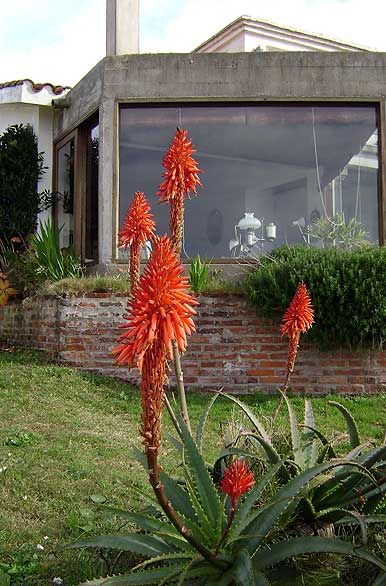 Aloe en el jardn - La Pedrera