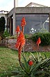 Aloe en el jardín - Photo: Pablo Etchevers Aloe en el jardín - Photo: Pablo Etchevers