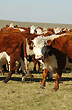 Campo y ganado - Foto: Jorge Gonz�lez