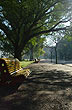 Avenida arbolada - Photo: www.paysandu.gub.uy