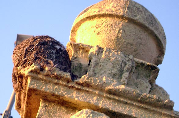 Ninho de ave na Orla martima - Piripolis