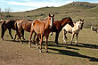 Puro campo, Tacuaremb� - Foto: Jorge Gonz�lez