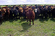 Ganaderia uruguaya, Minas - Foto: Pablo Etchevers