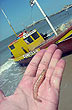 Pequeño fruto del mar - Foto: Pablo Etchevers Pequeño fruto del mar - Foto: Pablo Etchevers