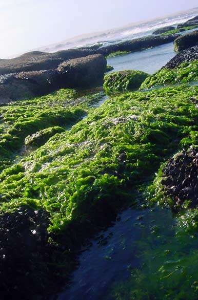 Algas do Atlântico - Cabo Polonio