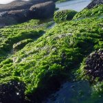 Algas del Atlántico