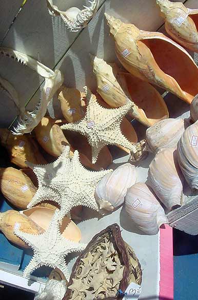 Estrelas e caramujos de mar - Cabo Polonio