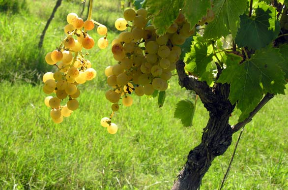 White grape Uruguay - Colonia del Sacramento