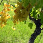 White grape Uruguay