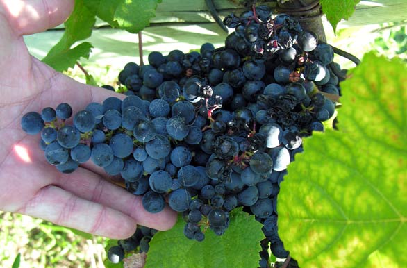 Fruit of the vine - Colonia del Sacramento