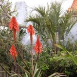 Aloes en el jardín