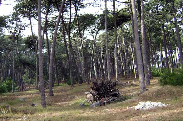Bosque na praia - La Paloma