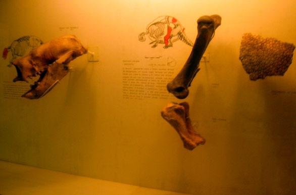 Museu de paleontologia - Mercedes