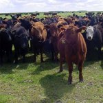 Estimada ganadería uruguaya