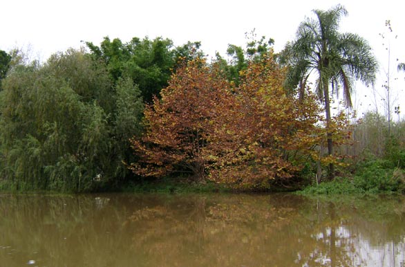Colores de otoño en el río - Nueva Palmira