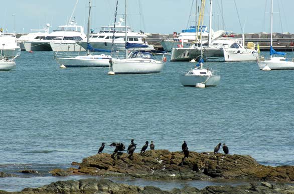 Cormoranes y veleros - Punta del Este