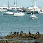 Cormoranes y veleros